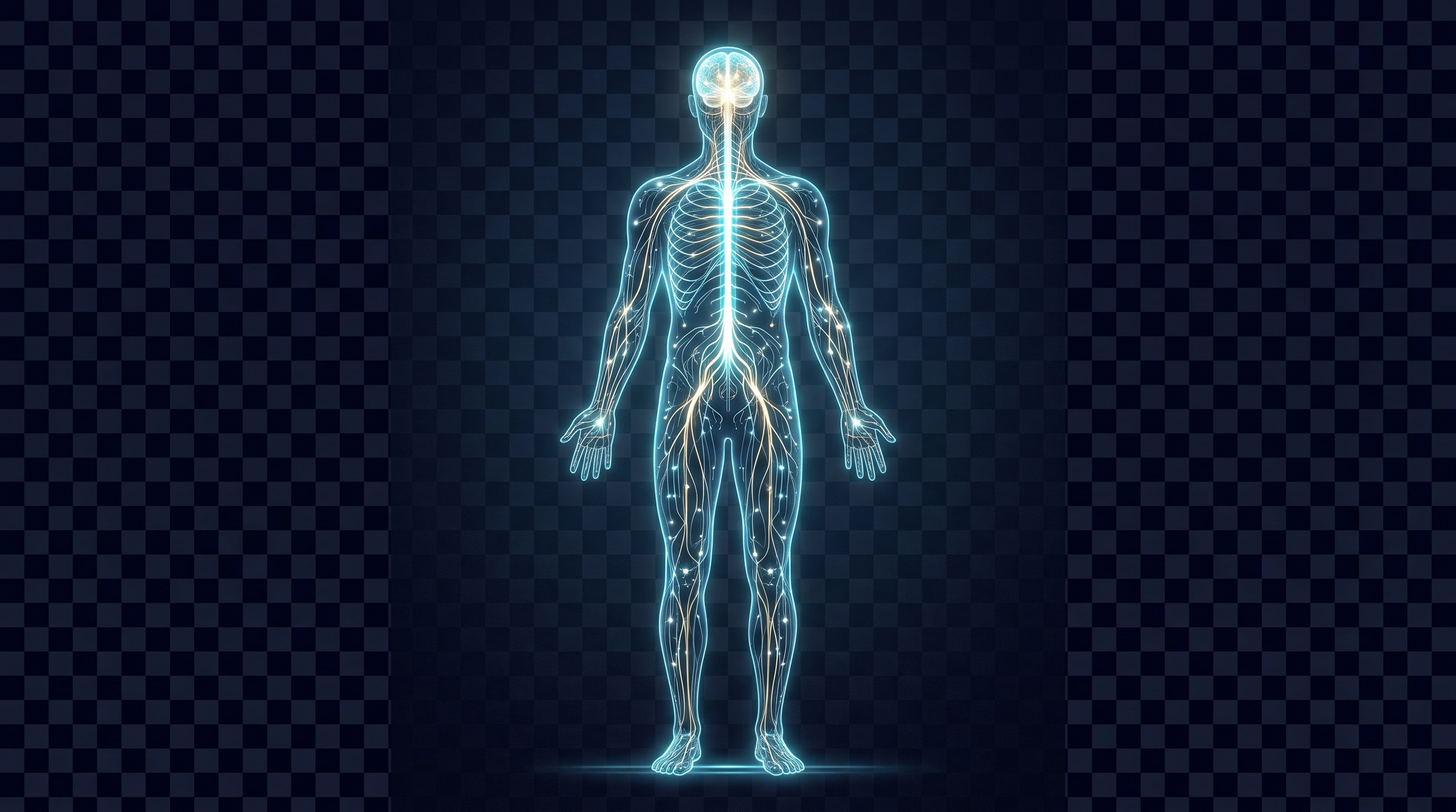 Glowing nervous-system model of the human body